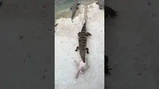 Crocodile feeding process #shorts