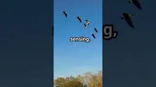 Multi Layered Navigation #shorts #birds #animals #geese #explore #facts #nature #wildlife #amazing