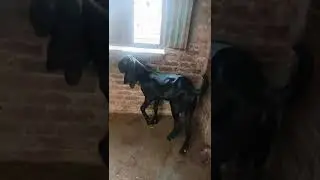 kala bakra🐐😎#black #goat #goatfarm #goatlovers #shorts #ytshorts #youtubeshorts #youtube