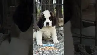 heavy breed 💪 show home pet Saint Bernard #viral large breed #pets puppies Saint Bernard #dogbreed