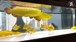 Incredible of Aquarium Setup: Betta Fish, Goldfish, Tropical and Koi Fish Care Tips #128