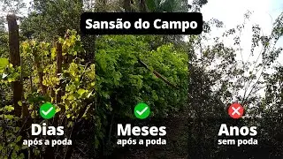 Resultado da Poda de Sansão do Campo | Dias, Meses e Anos