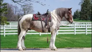 Spirit- R & R Regal Equine