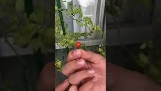 Микро томат поспел!ура!#shorts