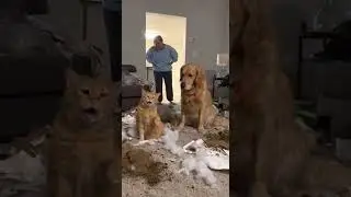 Cat Snitches On Dog For Making A Mess