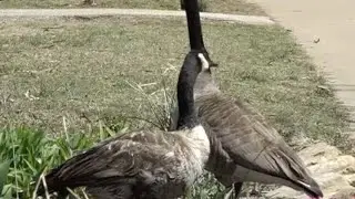 Beware of geese during mating season