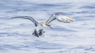 Birding Coastal North Carolina 2022