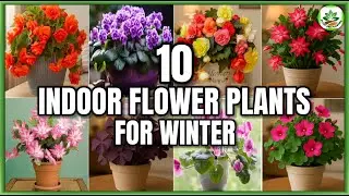 Top 10 Indoor Winter Flower Plants | Winter Flower Plants | Plant and Planting