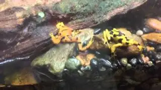 Fighting Frogs - Panamanian Golden Frog (Atelopus zeteki)
