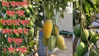 টবে লাগানোর জন্য বারোমাসি আমের কোন জাত টা  ভালো/উপযুক্ত দেখে নিন।  ছাদ কৃষি