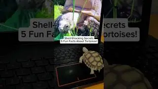 Tortoise tales: Fun facts you didn&rsquo;t see coming (slowly)! 🐢😂 #animals #tortoise #funfacts #shorts
