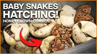 New Baby Snakes Hatching! Honey Clowns & Hurricane Confusion Clowns?!