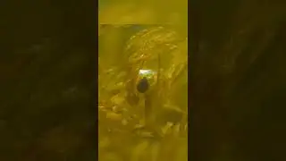 🕷️ Diving Bell Spider: The Underwater Spider! #ziranscience