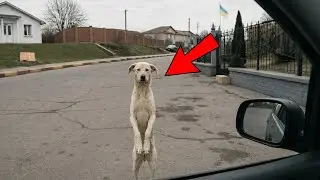 Un cane rivede la sua umana dopo 2 anni in strada. Quello che fa ti spezza