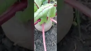 Огородина яка є...