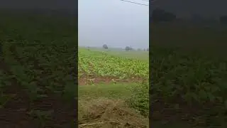 Virginia Tobacco farming fields in Andhra Pradesh