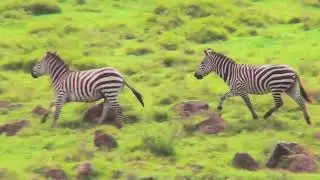 Epic Animal Standoffs You Won't Believe!
