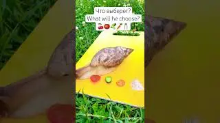 Snail choice&hellip;.what?😱Что же выбрала улитка?
