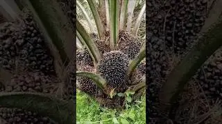 Inilah bibit kelapa Sawit Marihat. #petanikelapasawitindonesia #kelapasawit #buahsawit #sawit