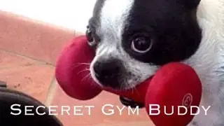 Secret Gym Buddy | Cute and Funny Boston Terrier Puppy in Okinawa, Japan   秘密のジム友