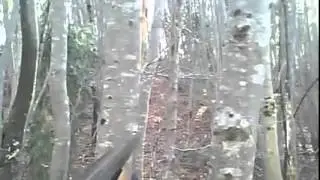 Awesome pig hunting