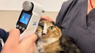 😻 Stress-Free Cat IOP Check! BeneMount iFalcon V100 Veterinary Tonometer