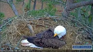 Berry College Eagles - Mom,Dad,Eaglets - 02/17/2018