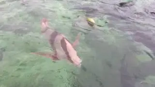 Bicol 2019 Genablan Oriental, Juag Lagoon Sanctuary and Subic Matnog