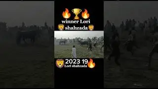 buffalo fight