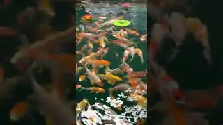 Chinese gold fish lucky charm