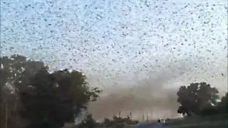 Apocalyptic Bible Giant swarm of locusts fills the sky
