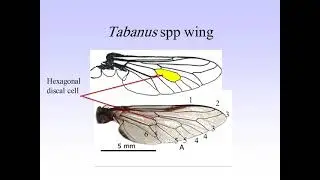 Lecture 4 Entomology brachycera