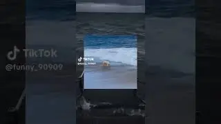#Dog #Ocean #Pooping #funnyvideo