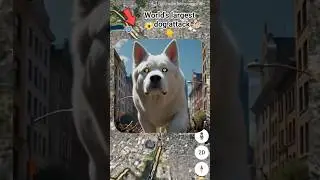 I Found World's largest dog 🐶 🤯😱on Google  maps and Google Earth #bts #earth616 #largest #dog #real🌎