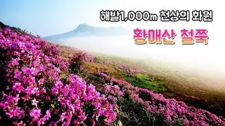 국내 최대 철쭉 군락지 황매산 / 천상의 화원 / 시간대별 촬영포인트 5개소 안내