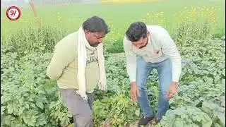 Champion Potato Variety | 68 Days | Fatehpur, UP / चैंपियन आलू | 68 दिन | फतेहपुर, उत्तर प्रदेश