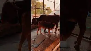 How to Raise a Brahman Calf @maisoorranch8505