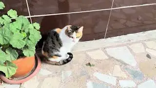 Curious Stray Cat Froze at the Sight of a Bug!