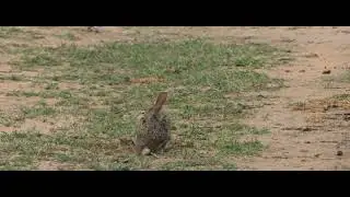 Scrub Hare