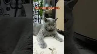 Сат#кот#британский