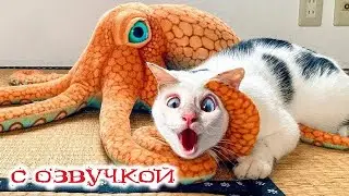 Приколы с котами! СМЕШНЫЕ КОТЫ 2024! С озвучкой! Самые смешные животные!