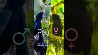 Curiosidades del Mundo Animal 261 | PARAG&Uuml;ERO CORBATUDO