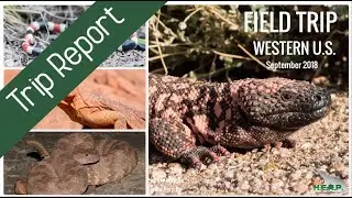 Reptiles & Amphibians of WESTERN USA (Herping Expedition 2018)