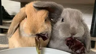 Holland Lop Bunny | Mini Holland Lop Rabbits Playing And Jumping
