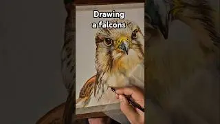 Drawing with colored pencils - falcon  #art #drawing #falcon #artprocess #realismart #coloredpencil