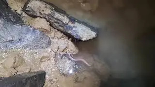 Proteus anguinus walking on land - Vetrovna jama pri La&scaron;ki kukavi