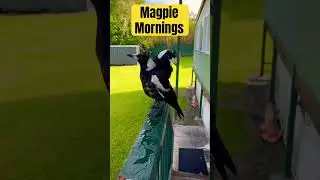 Magpie Calls For Friend to Join #wildlife #magpies #morning #birds