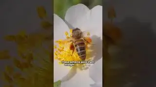 Bees' Natural Navigation Secrets #natureexplained #animals