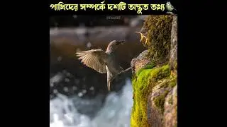 Crazy Facts about Birds 🦉🐤 । Top 10 Bird Facts । #shorts #birds