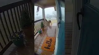 Deer vs. Hailstorm on Porch: Ring Doorbell Captures  #viralvideo #funny